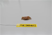 藏品(悅目大眼蟹)的圖片